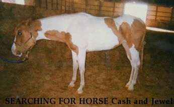 SEARCHING FOR HORSE Cash and Jewels, REWARD  Near Lowellville, OH, 44436